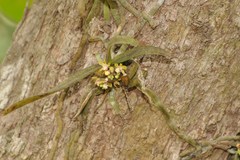 Smithsonia straminea